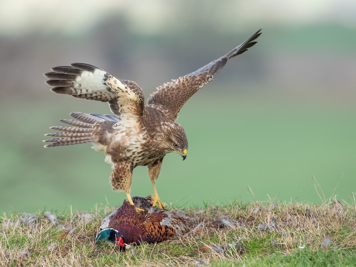 common buzzard