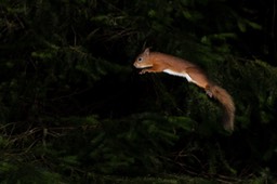 red squirrel