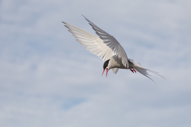 arctic tern