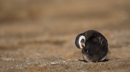 magellanic penguin