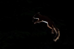 red squirrel