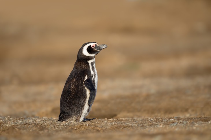 magellanic penguin