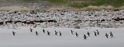 gentoo penguin