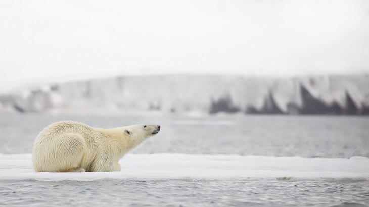 polar bear