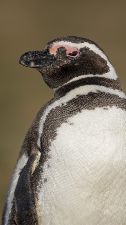 magellanic penguin