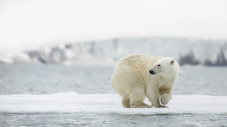 polar bear