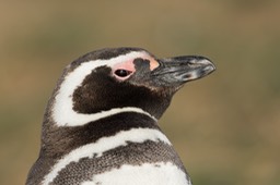 magellanic penguin