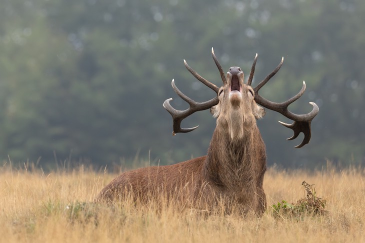 red deer