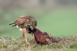 common buzzard