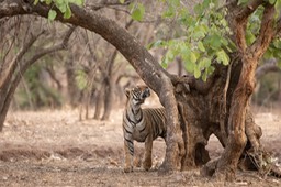 bengal tiger