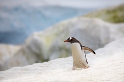 gentoo penguin