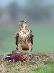 common buzzard