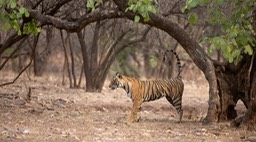 bengal tiger