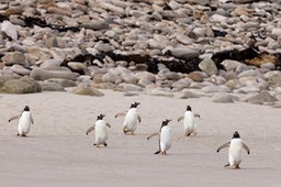 gentoo penguin