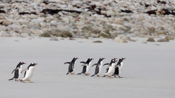 gentoo penguin