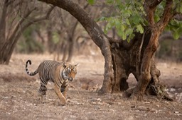 bengal tiger