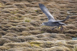 giant petrel