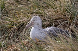 giant petrel