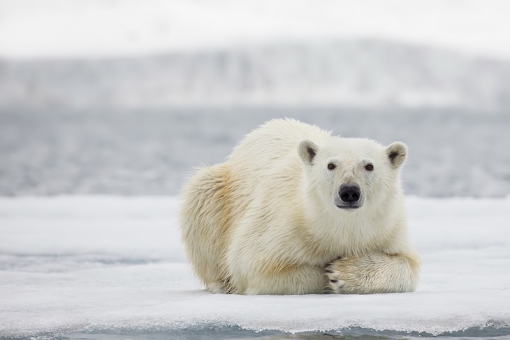 polar bear