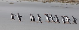 gentoo penguin