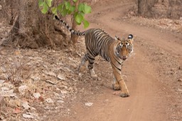 bengal tiger