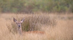 red deer