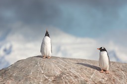 gentoo penguin