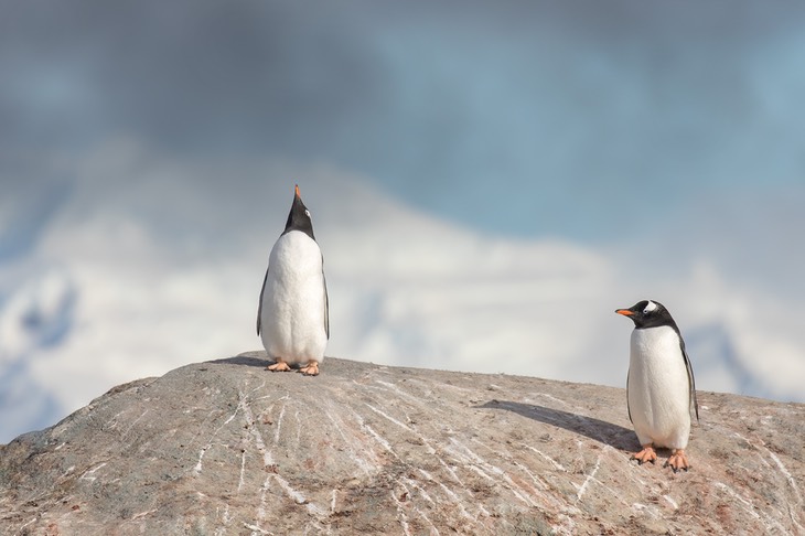 gentoo penguin