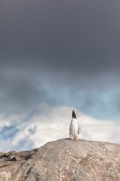 gentoo penguin