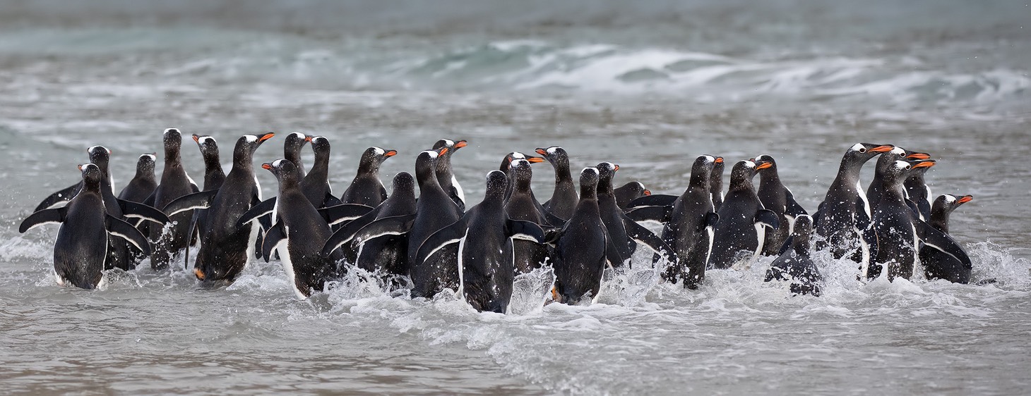 gentoo penguin