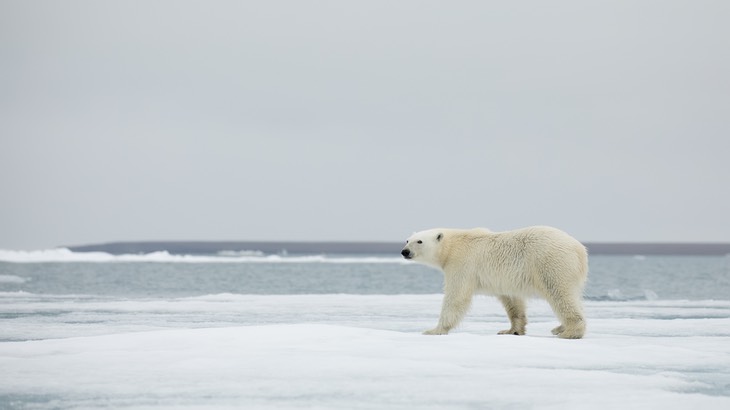 polar bear