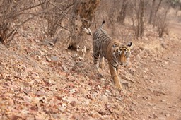 bengal tiger