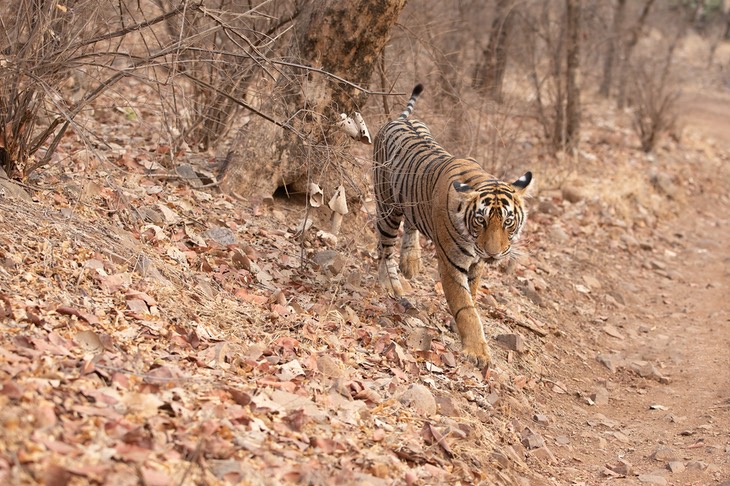 bengal tiger