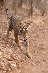 bengal tiger