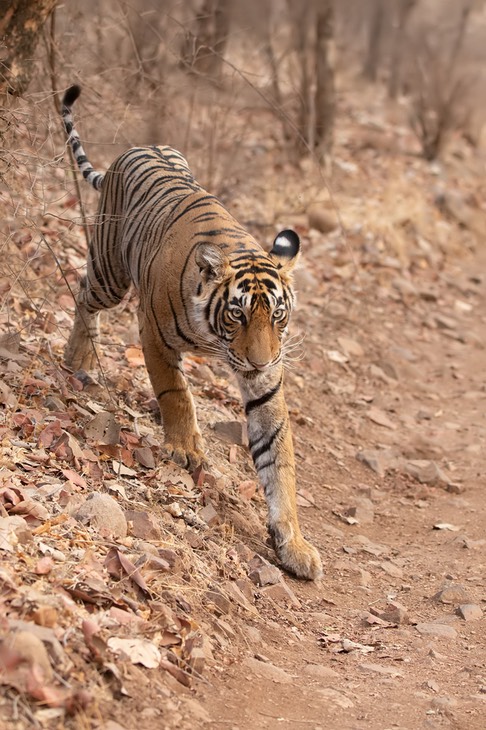 bengal tiger