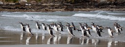 gentoo penguin