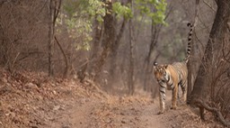 bengal tiger