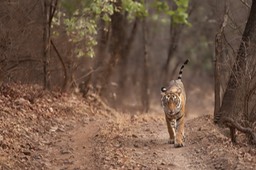 bengal tiger