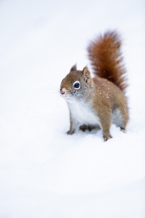 american red squirrel