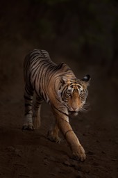 bengal tiger