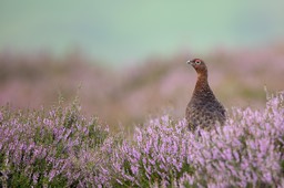 red grouse