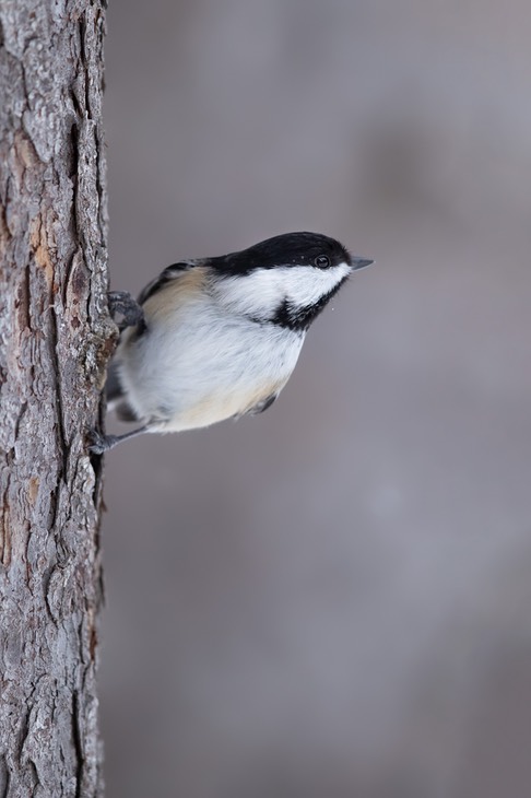 black capped chickadee