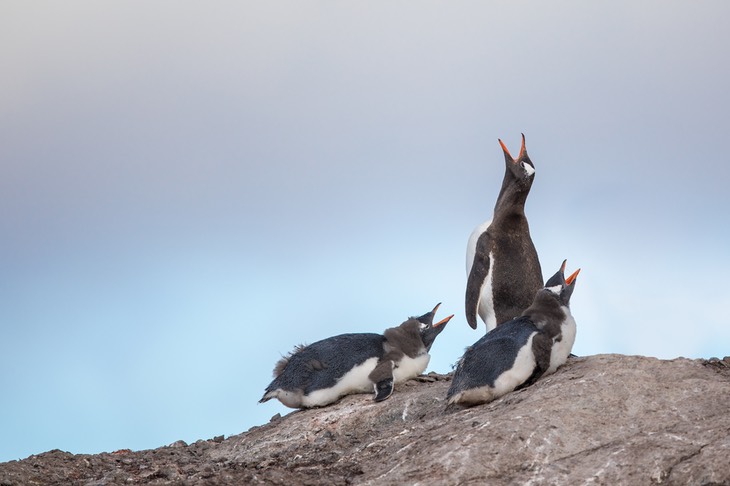 gentoo penguin