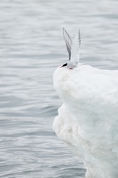 arctic tern