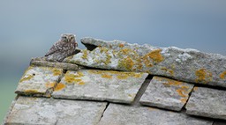 little owl