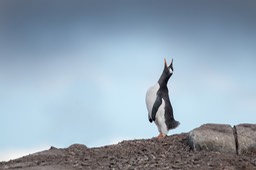 gentoo penguin