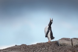 gentoo penguin