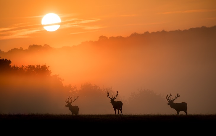 red deer