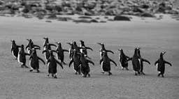 gentoo penguin