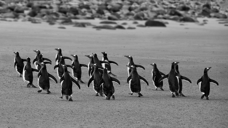 gentoo penguin